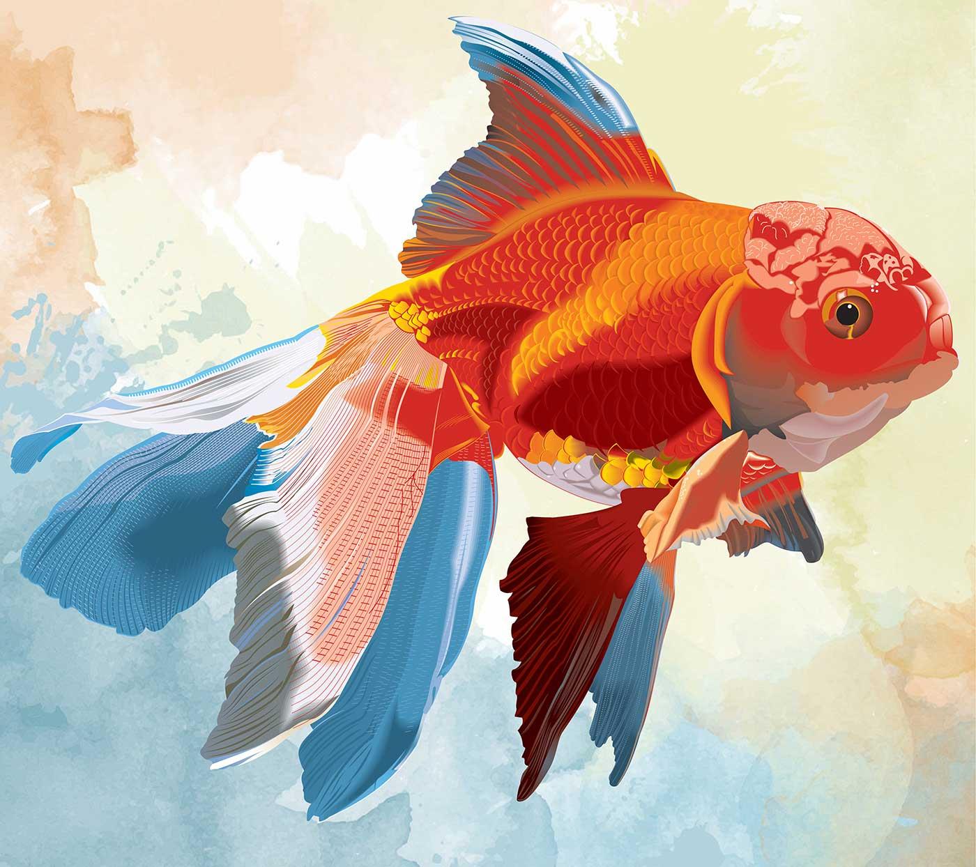 Altın Balığı Kompozisyon Kanvas Tablo