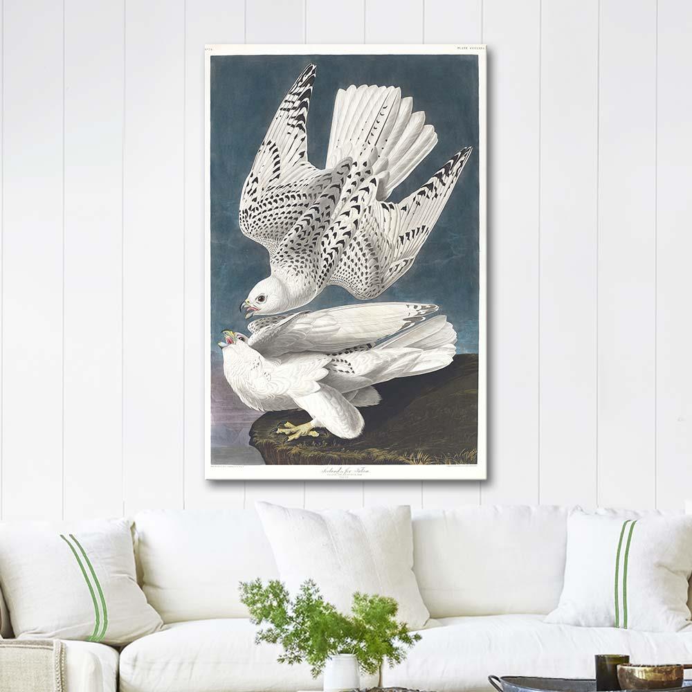 Gyrfalcon by John James Audubon as Art Print
