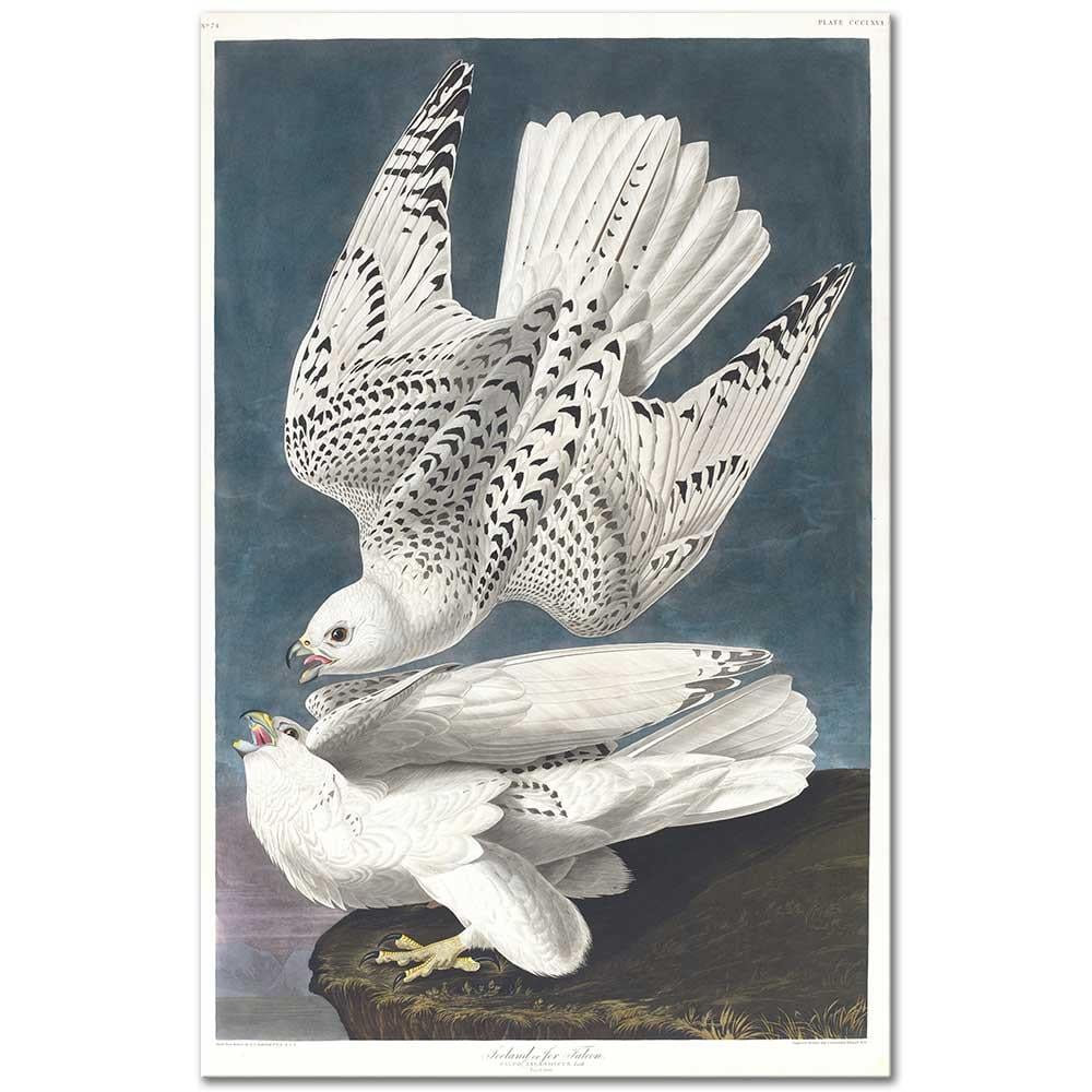 Gyrfalcon by John James Audubon