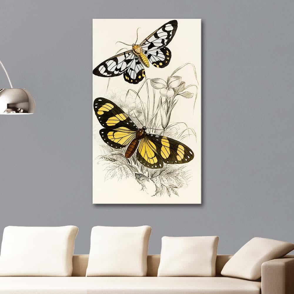 James Duncan Heleona Fenestrata, Anthomyza Tiresia Kelebekleri Kanvas Tablo