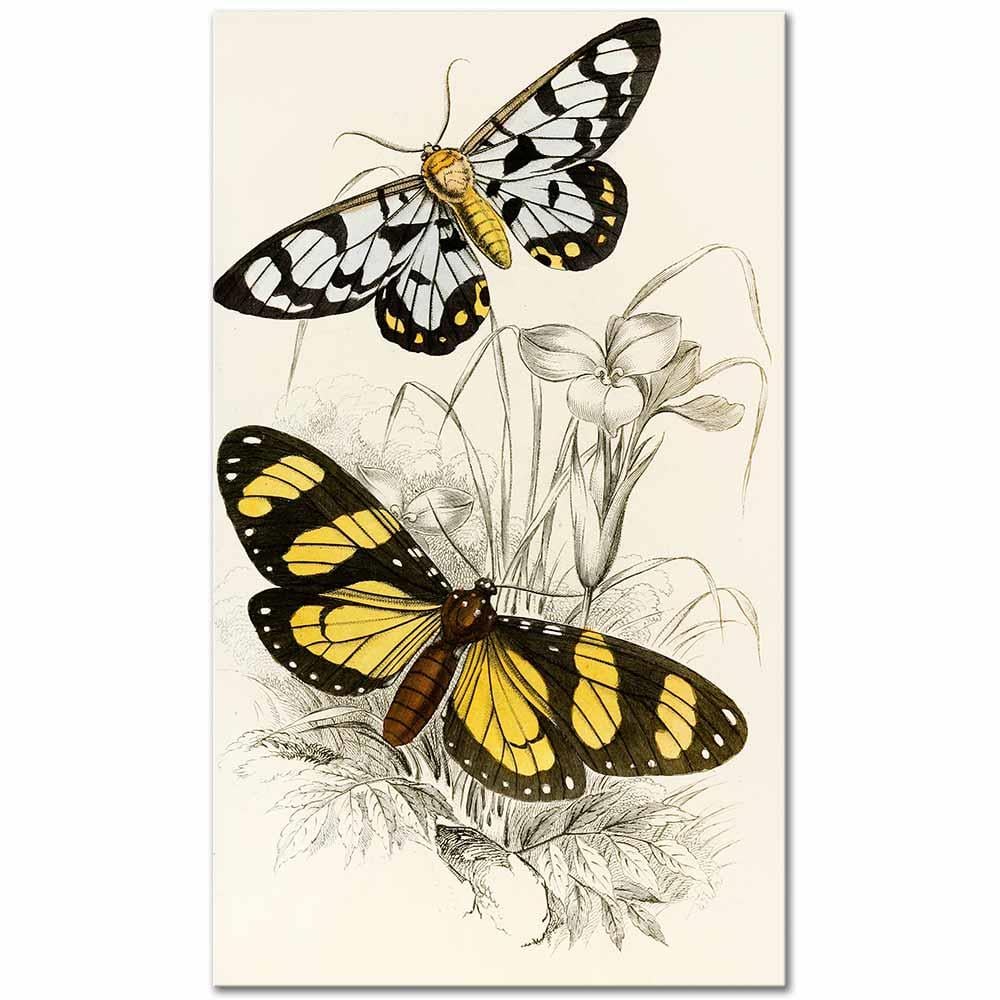 James Duncan Heleona Fenestrata, Anthomyza Tiresia Kelebekleri Kanvas Tablo