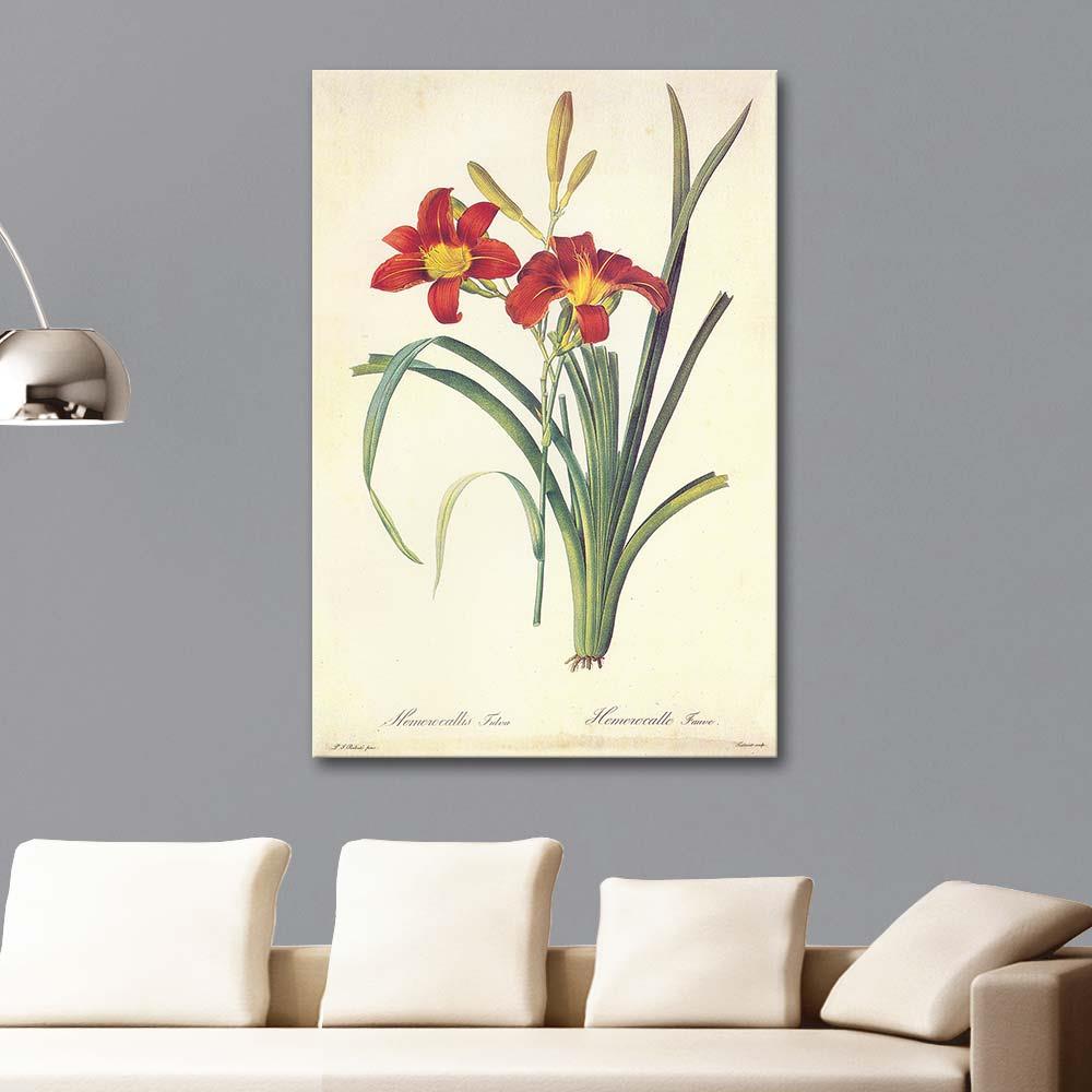 Hemerocallis Fulva by Pierre Joseph Redoute as Art Print