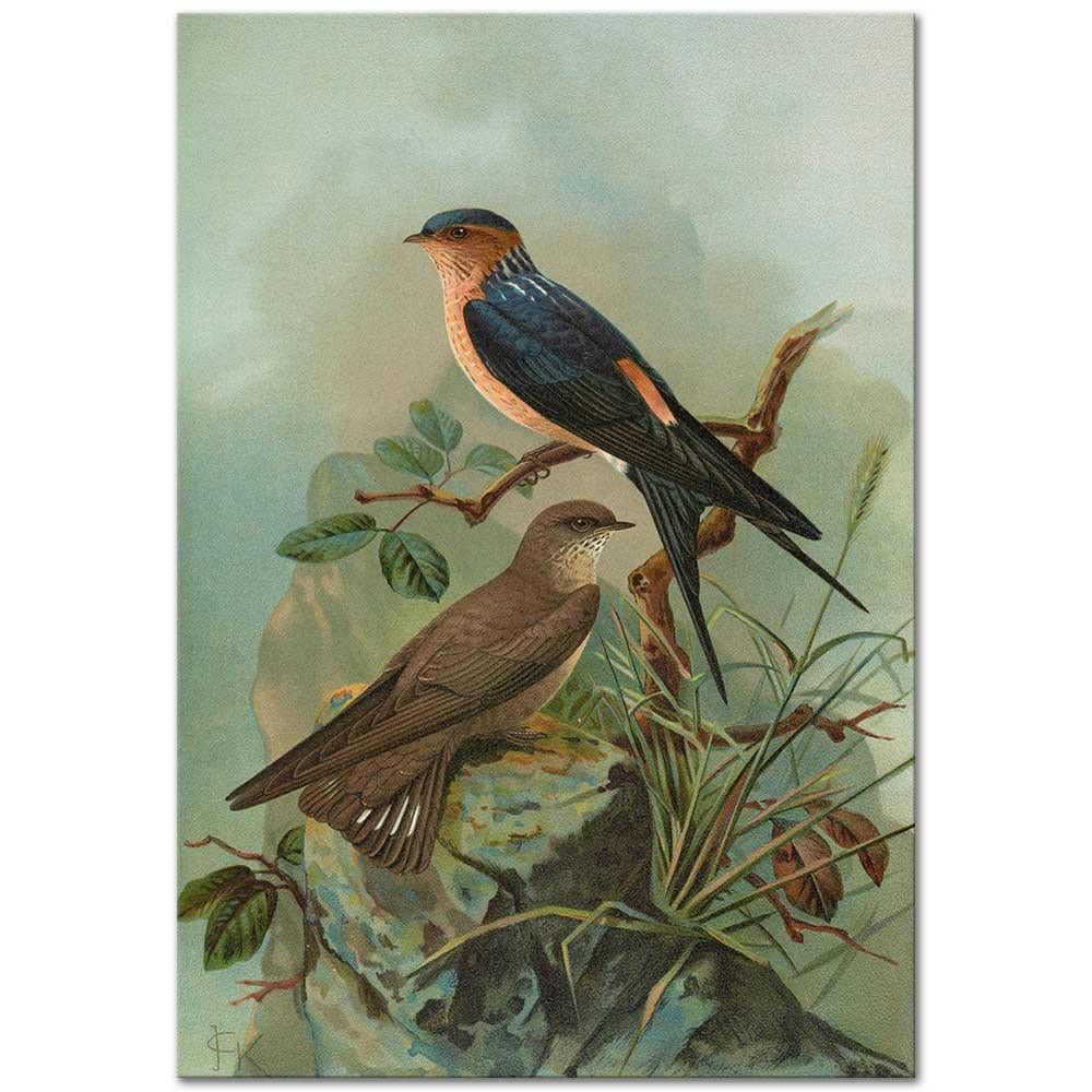 Johann Friedrich Naumann Hirundo Rufula Temm, Biblis Rupestris Kanvas Tablo