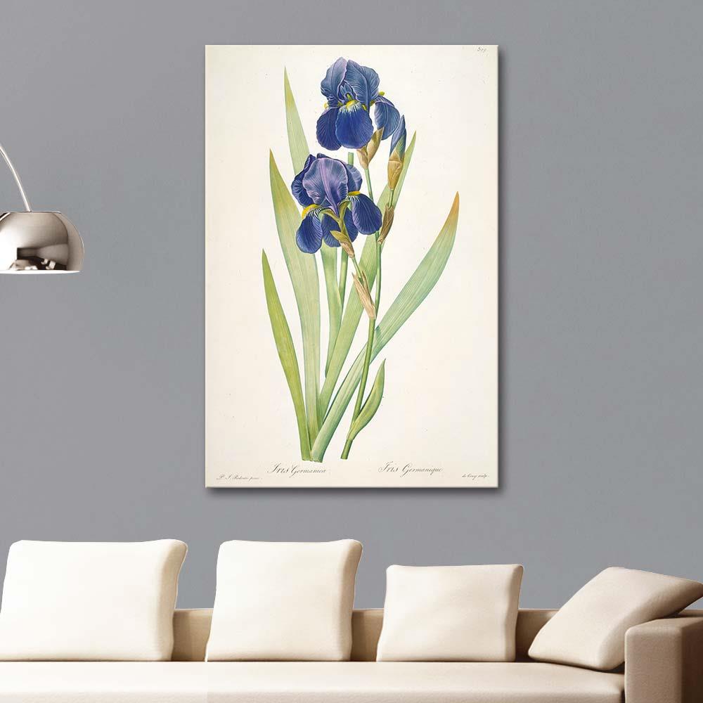 Iris Germenica by Pierre Joseph Redoute as Art Print