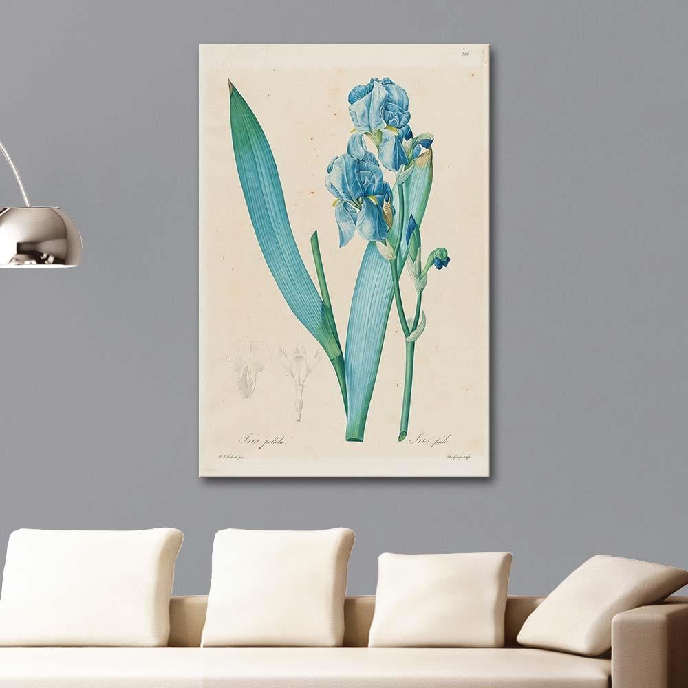 Iris Pallida by Pierre Joseph Redoute as Art Print
