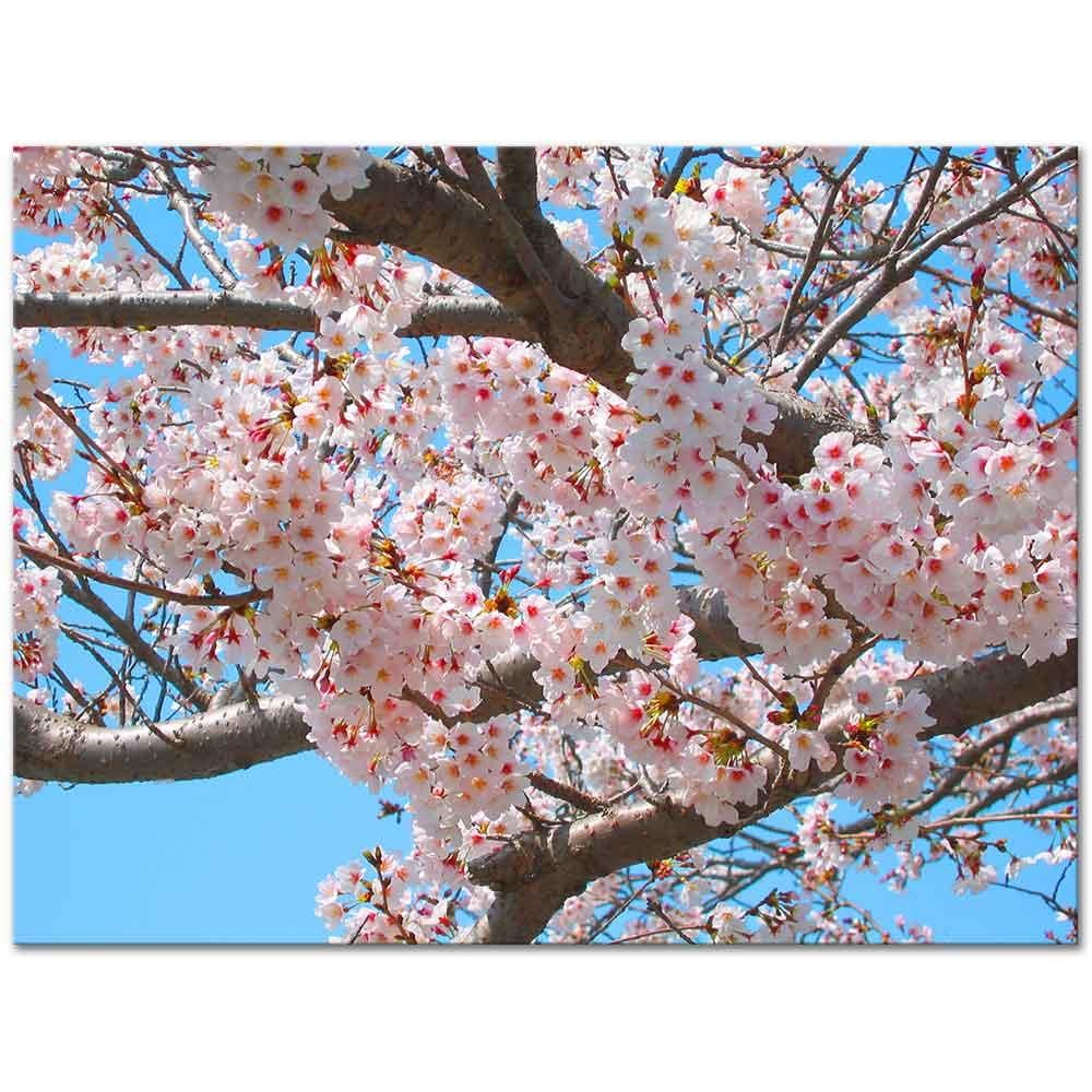 Japon Kiraz Çiçekleri Kanvas Tablo