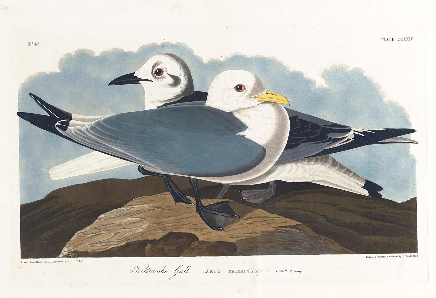 Kittiwake Gull by John James Audubon