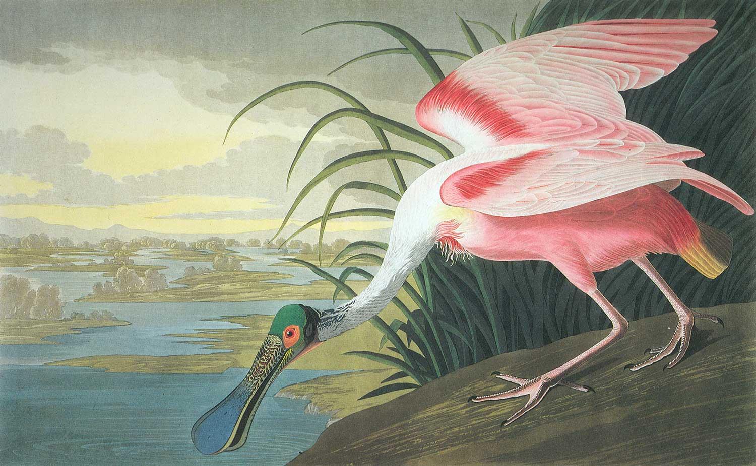 Roseate Spoonbill by John James Audubon