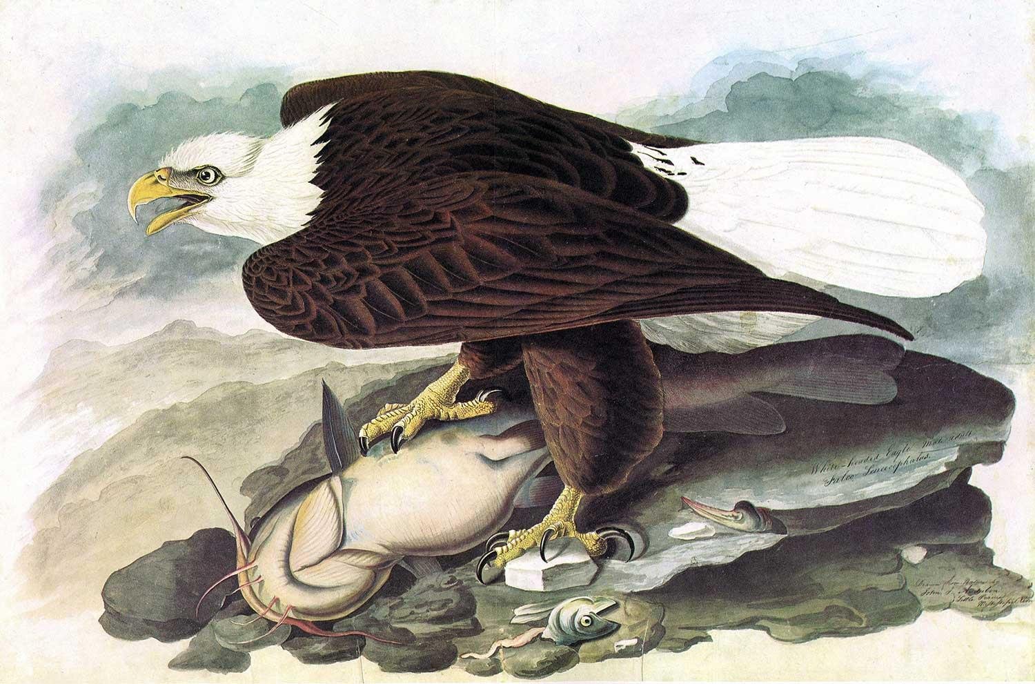 White Headed Eagle by John James Audubon