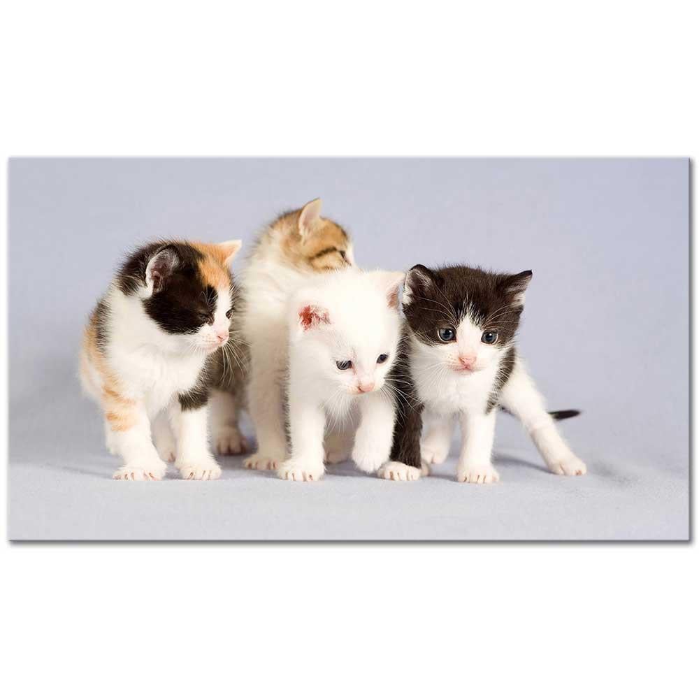 Kedi Yavruları Kanvas Tablo