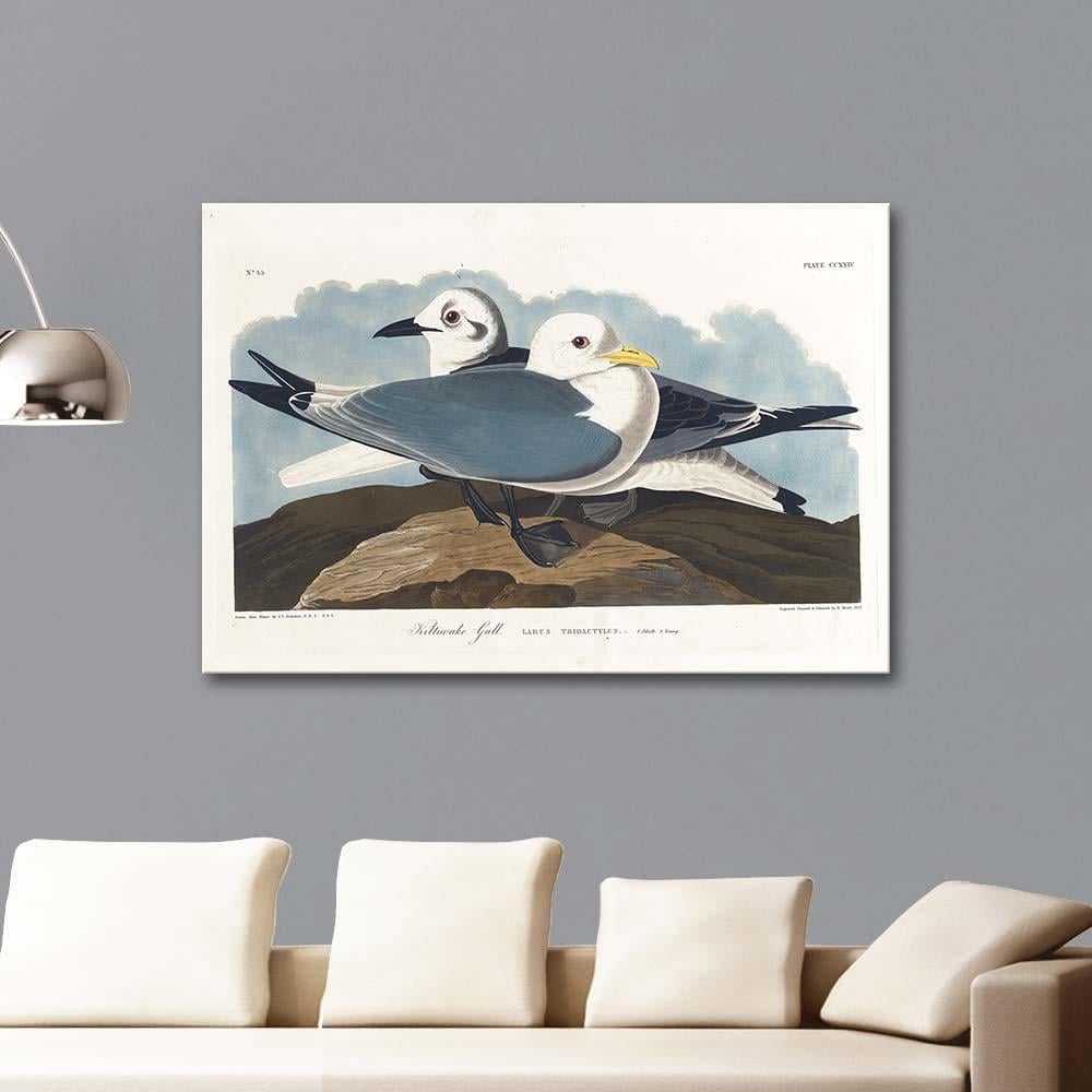 Kittiwake Gull by John James Audubon as Art Print