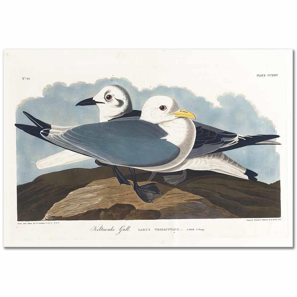 Kittiwake Gull by John James Audubon as Art Print