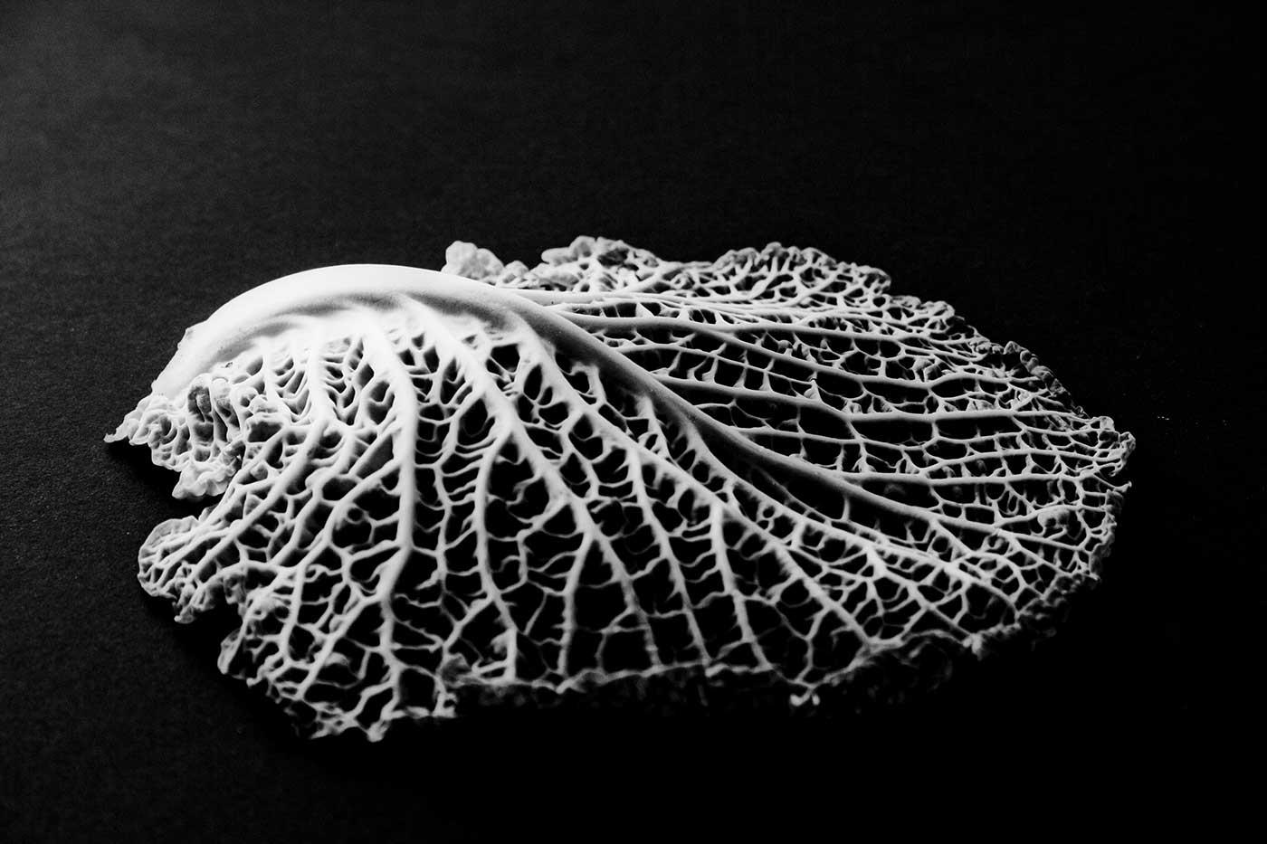 Edward Weston Yaprak Detayı Kanvas Tablo