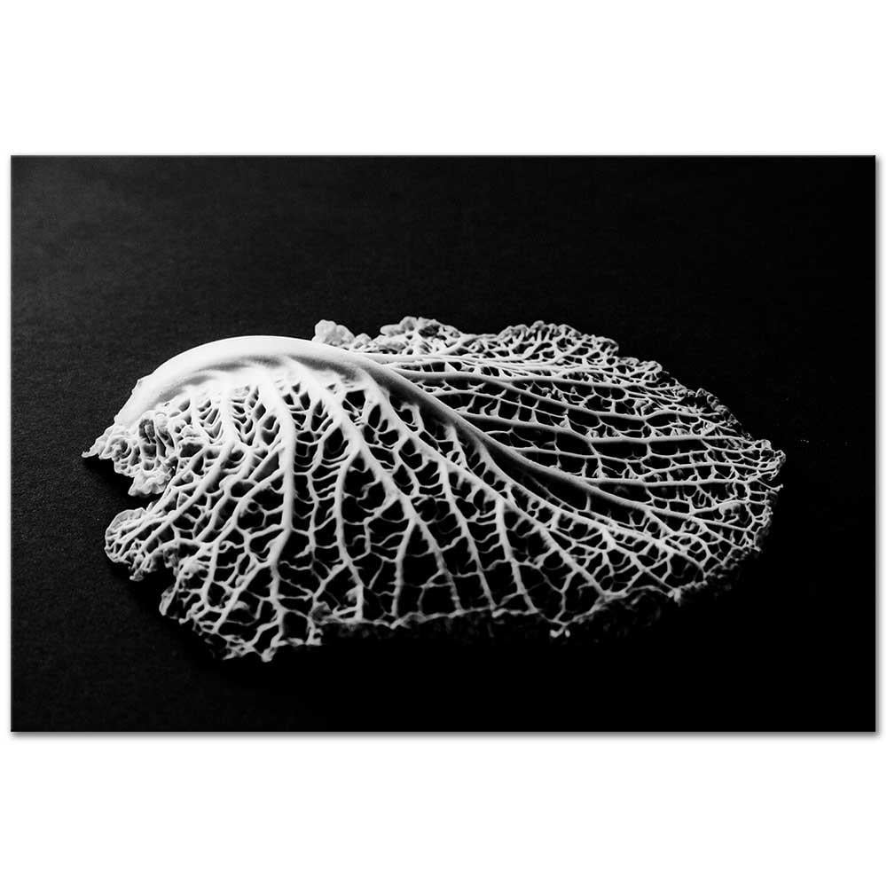 Edward Weston Yaprak Detayı Kanvas Tablo