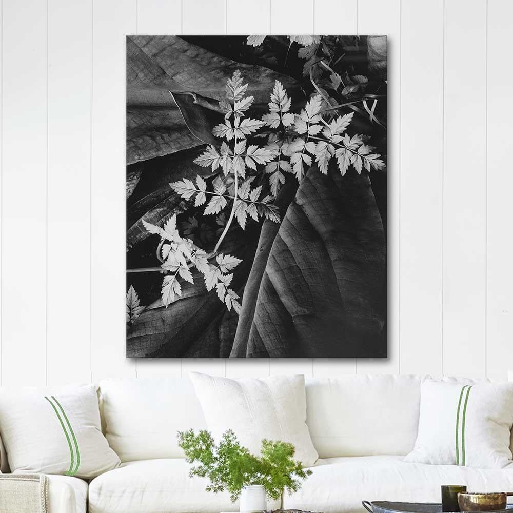 Leaves by Imogen Cunningham as Art Print