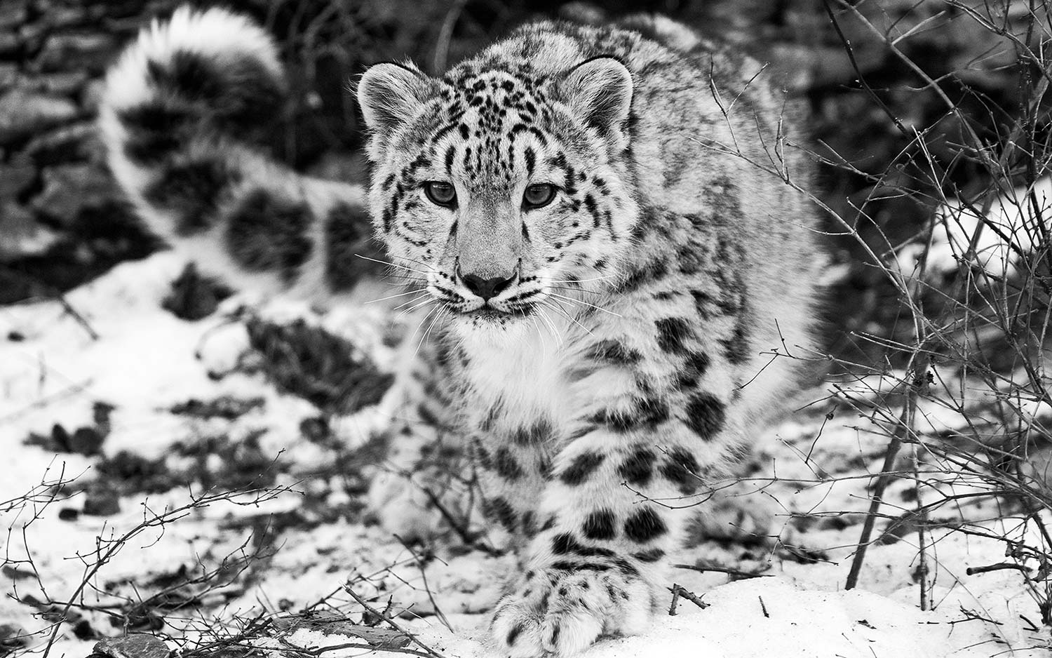 Leopard In The Snow Art Print