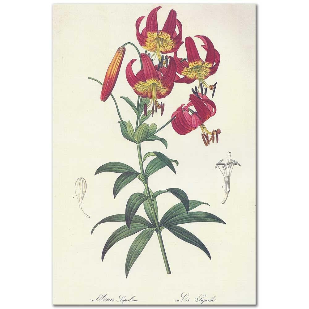Pierre Joseph Redoute Türk Şapkası Zambağı (Lilium Superbum) Kanvas Tablo