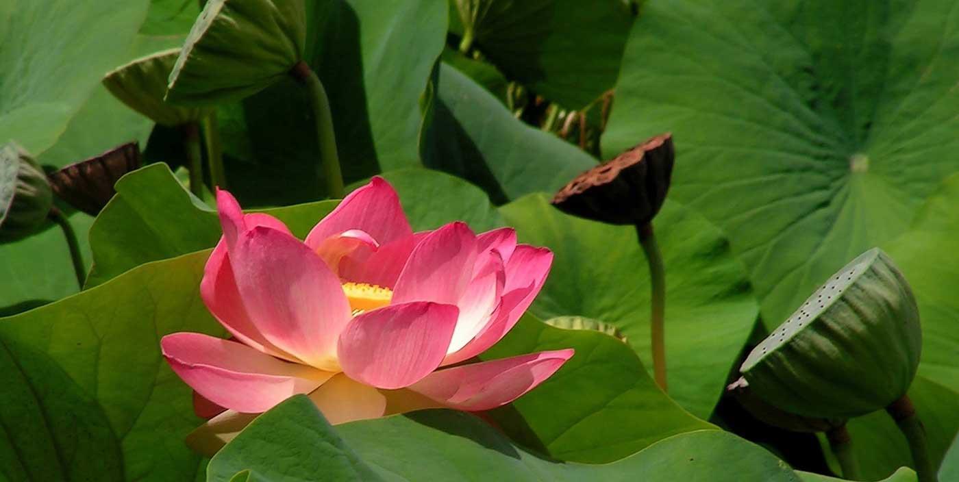 Yapraklar Arasında Nilüfer Kanvas Tablo