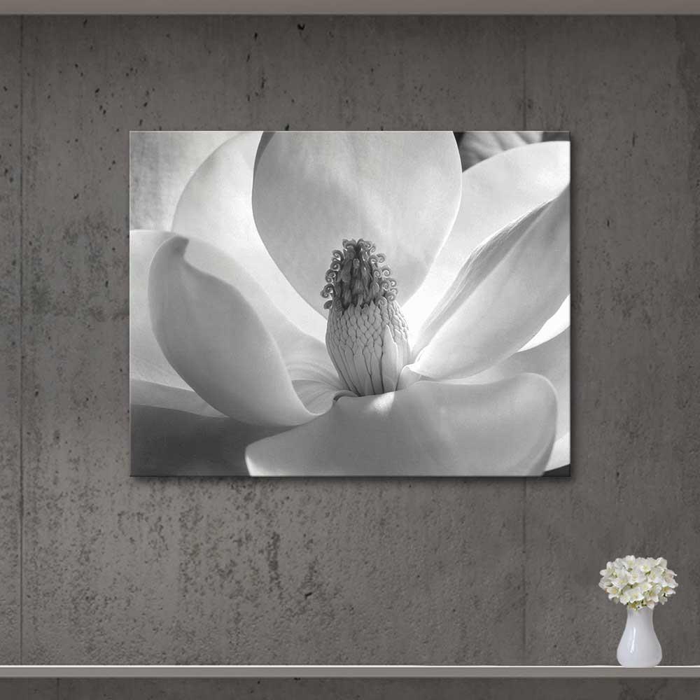 Magnolia Blossom by Imogen Cunningham as Art Print