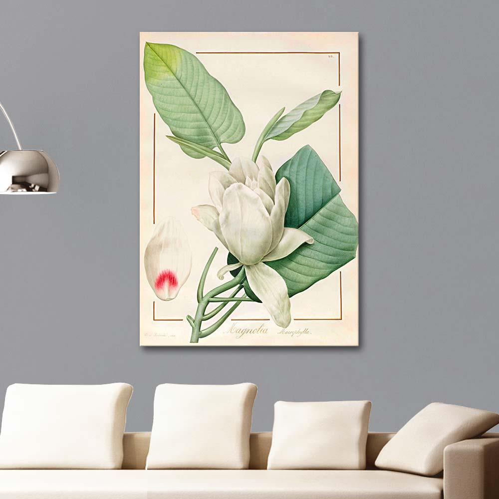 Magnolia by Pierre Joseph Redoute as Art Print