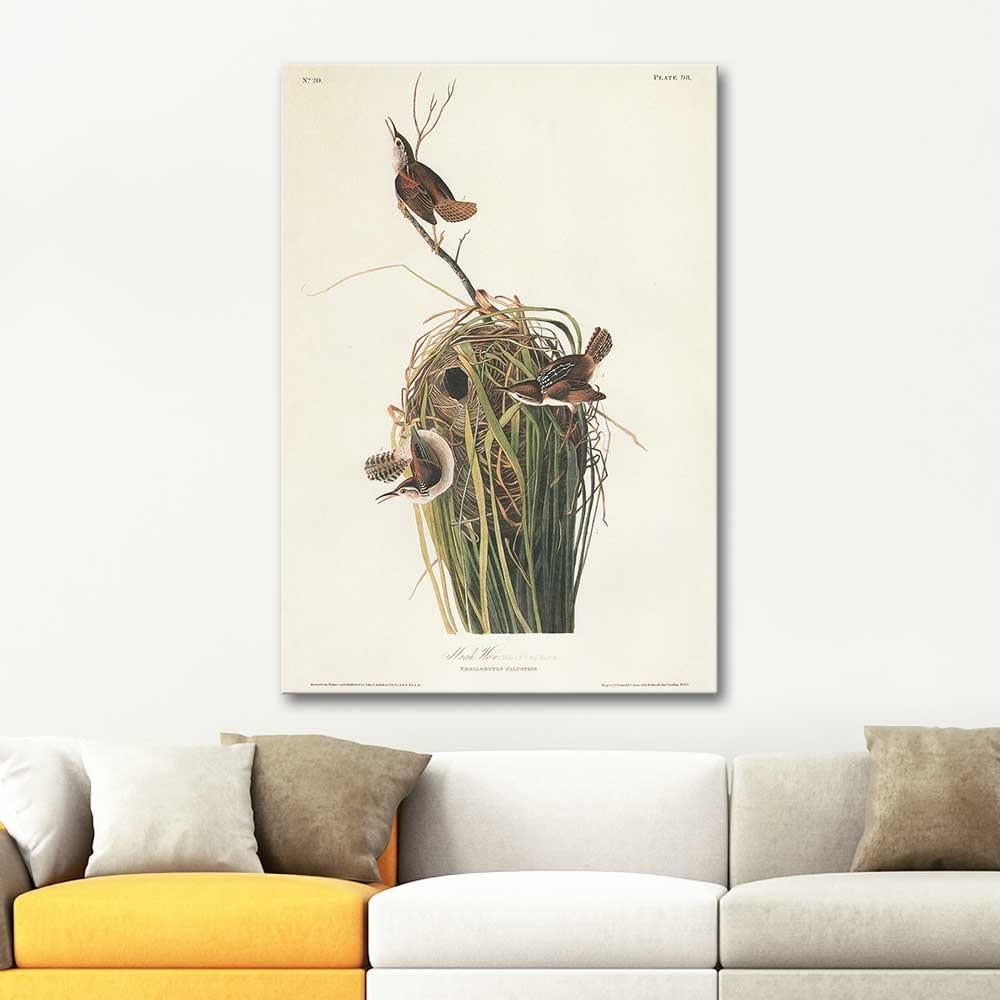 Marsh Wren by John James Audubon as Art Print