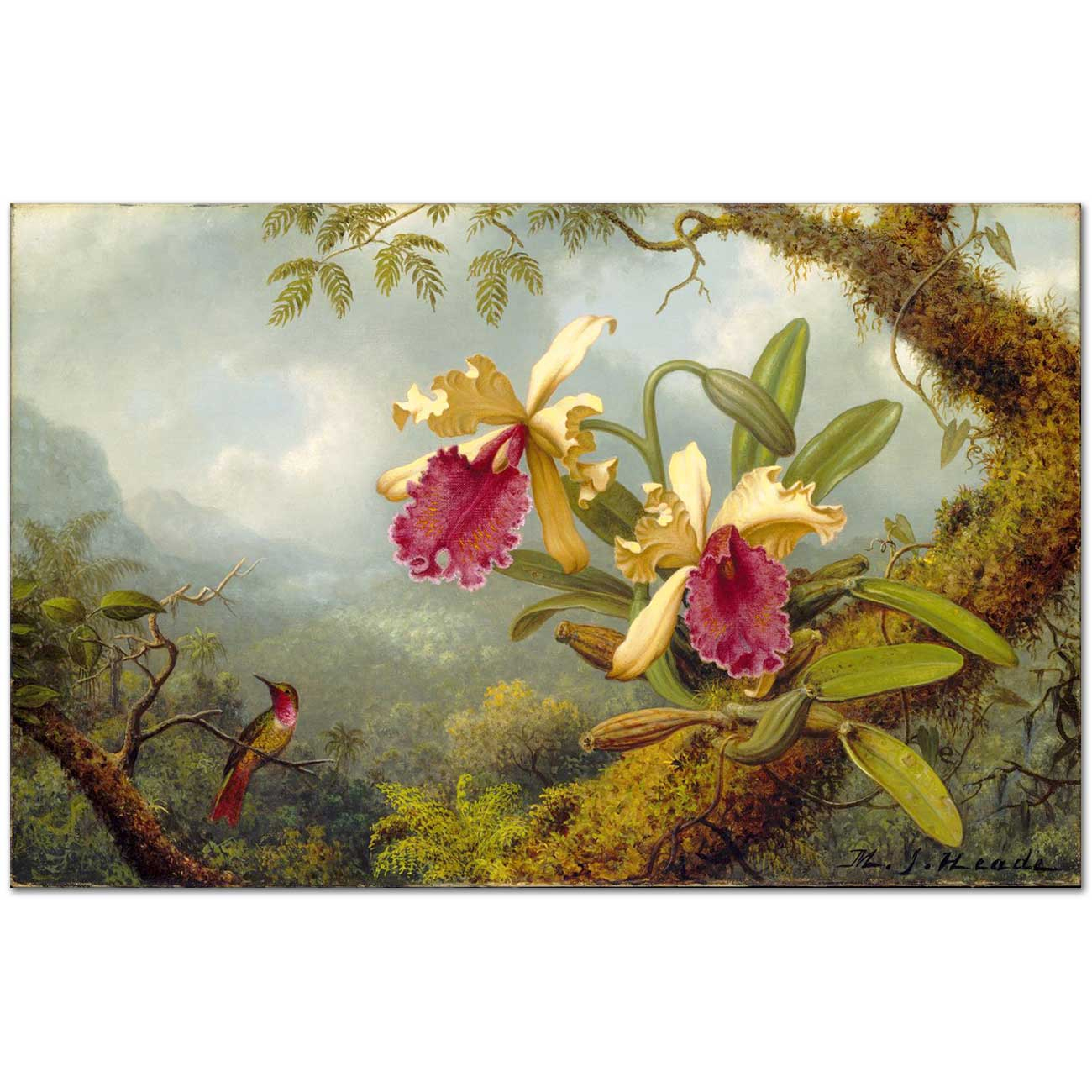 Martin Johnson Heade Orchids and Hummingbird Art Print