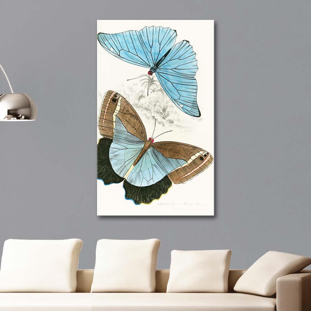 James Duncan Morpho Adonis, Pavonia Teucer Kelebekleri Kanvas Tablo