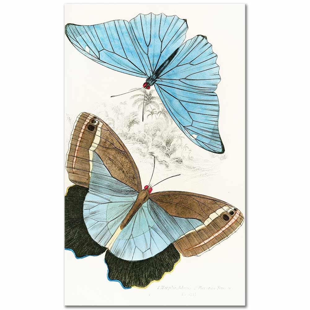 James Duncan Morpho Adonis, Pavonia Teucer Kelebekleri Kanvas Tablo