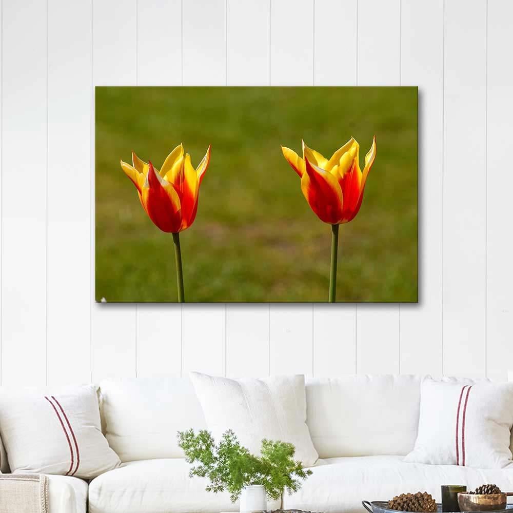 Mustafa Yilmaz Tulips Art Print