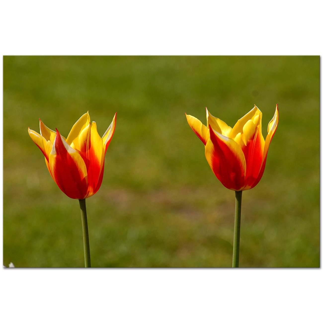 Mustafa Yilmaz Tulips Art Print