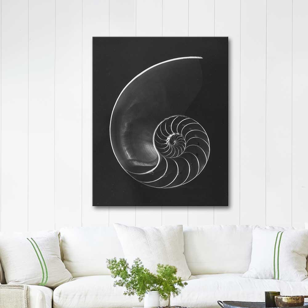 Nautilus Pompilius by Andreas Feininger as Art Print