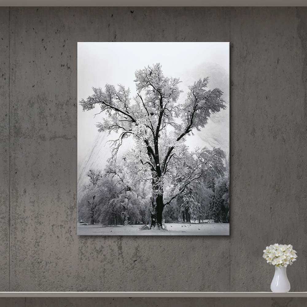 Oak Tree, Snow Storm by Ansel Adams as Art Print