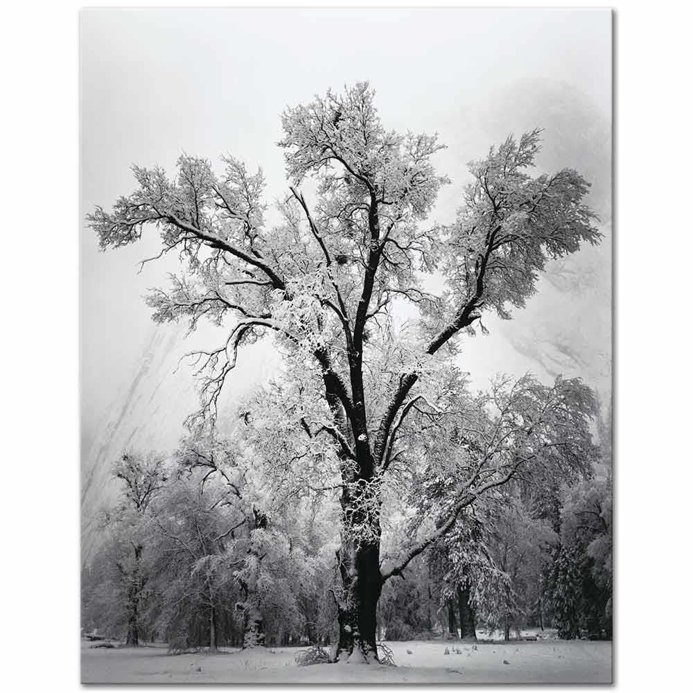 Oak Tree, Snow Storm by Ansel Adams