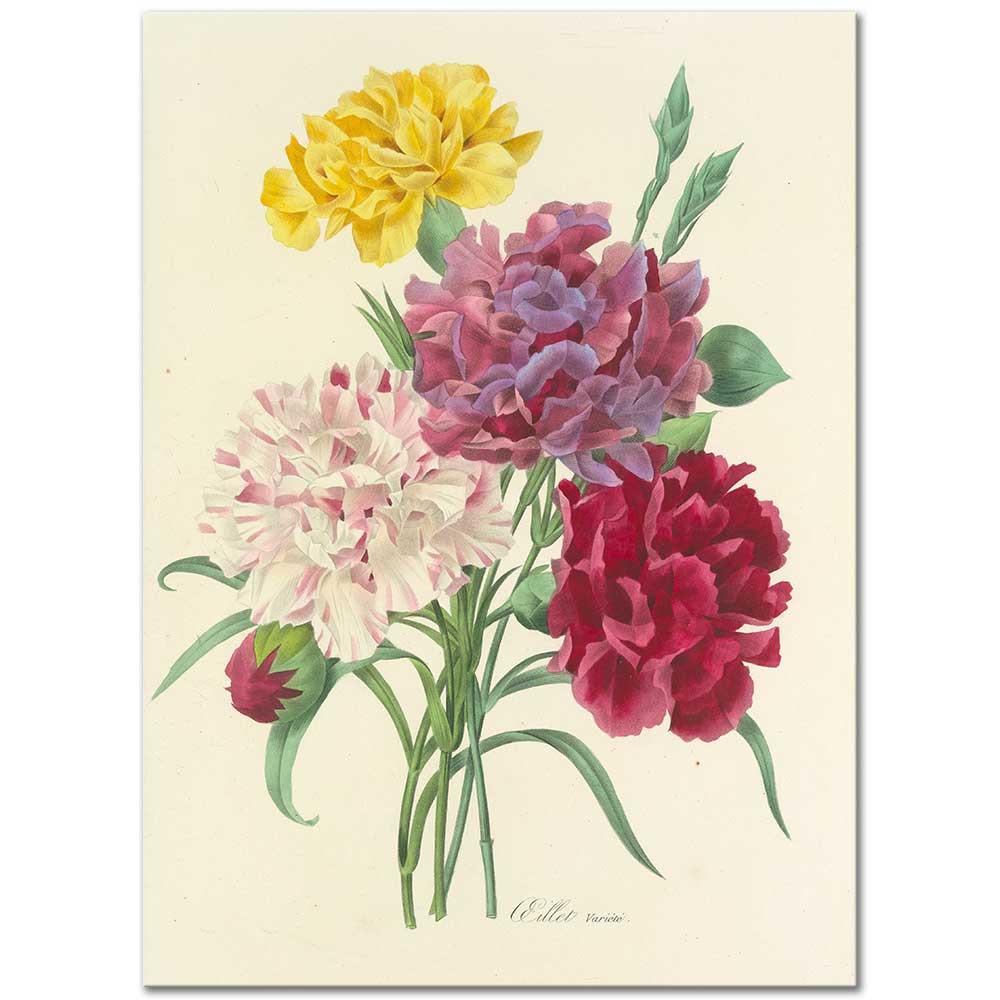 Oeillet Variete (Carnation Variety) by Pierre Joseph Redoute