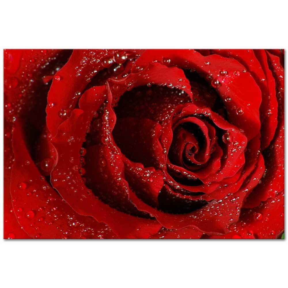 Osman Karamehmetoglu Red Rose Art Print