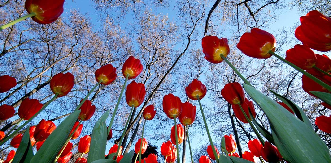 Osman Karamehmetoglu Tulip Garden Art Print