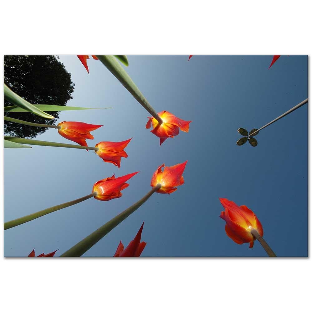 Osman Karamehmetoglu Tulips Art Print