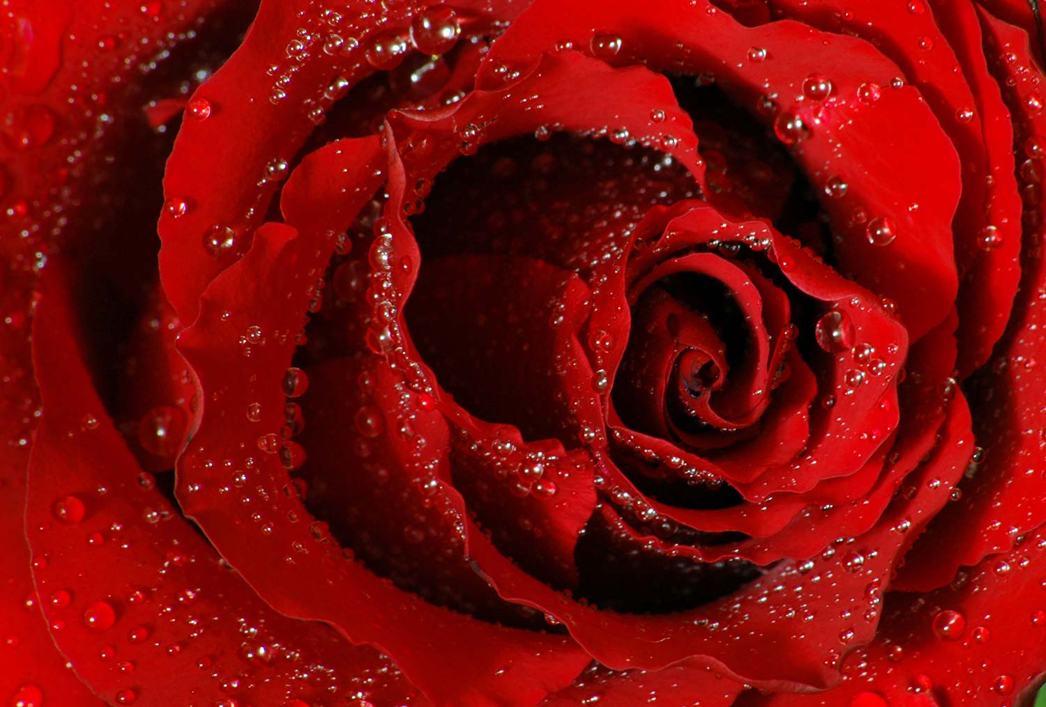 Osman Karamehmetoglu Red Rose Art Print