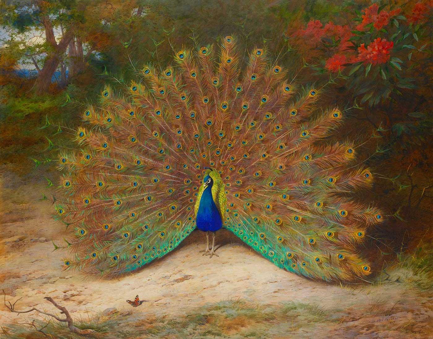Peacock And Peacock Butterfly by Archibald Thorburn