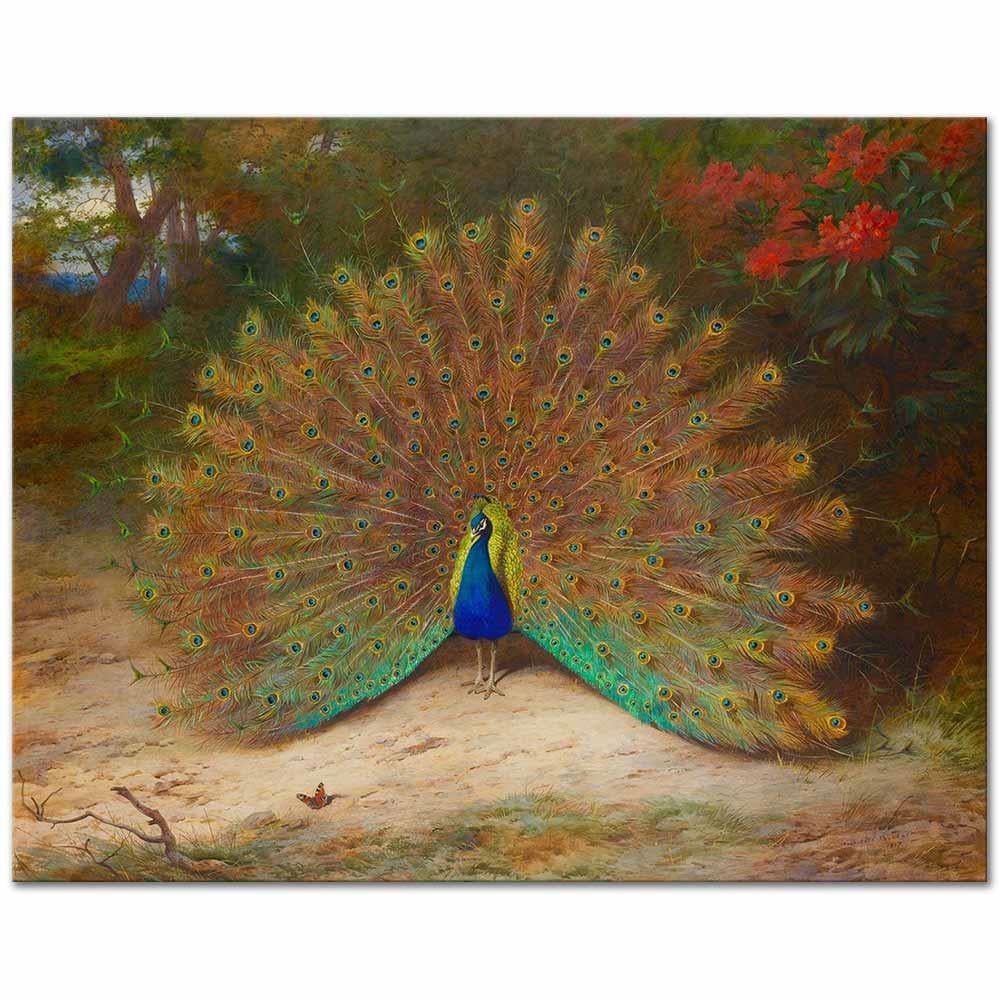 Peacock And Peacock Butterfly by Archibald Thorburn as Art Print