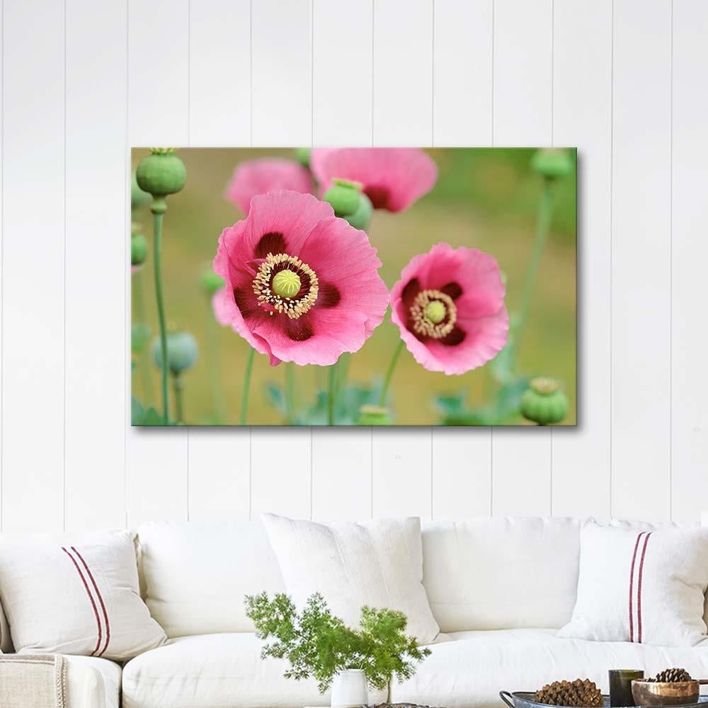 Pink Poppies in a Field as Art Print