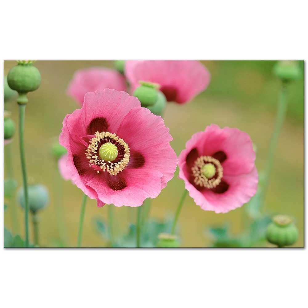 Pink Poppies in a Field as Art Print