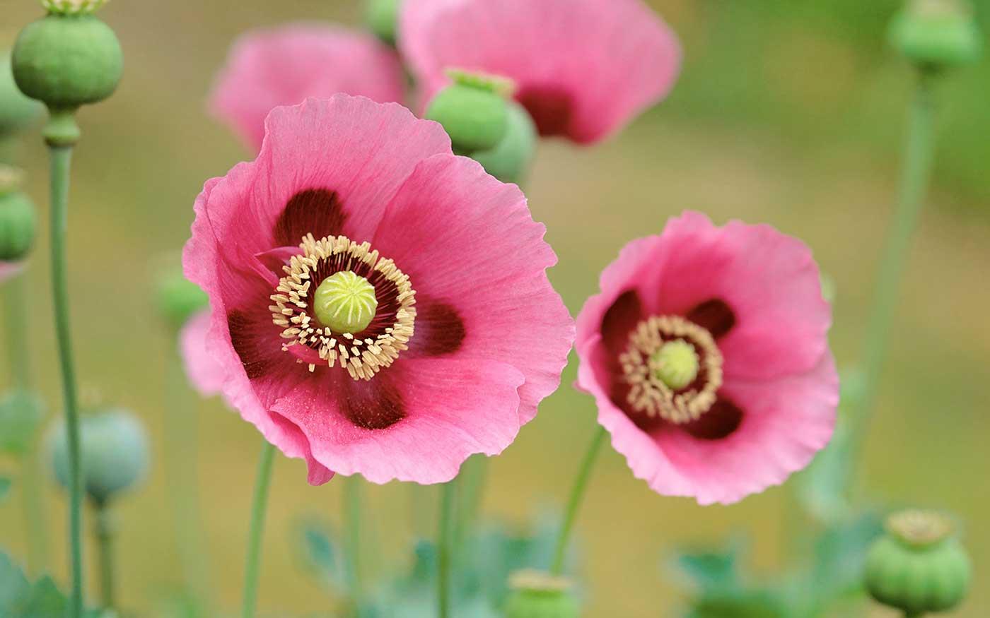 Pink Poppies in a Field as Art Print
