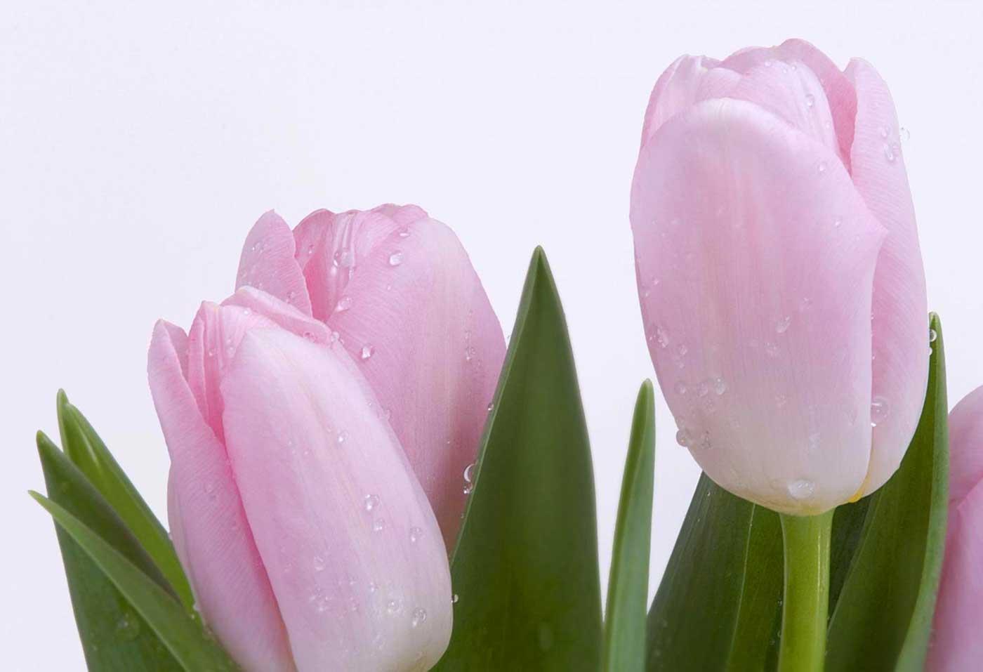 Pembe Laleler Kanvas Tablo