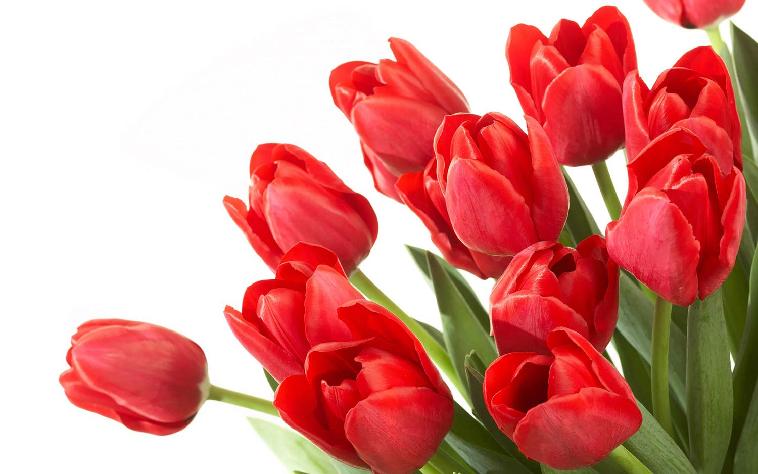 Red Tulip Bundle Art Print