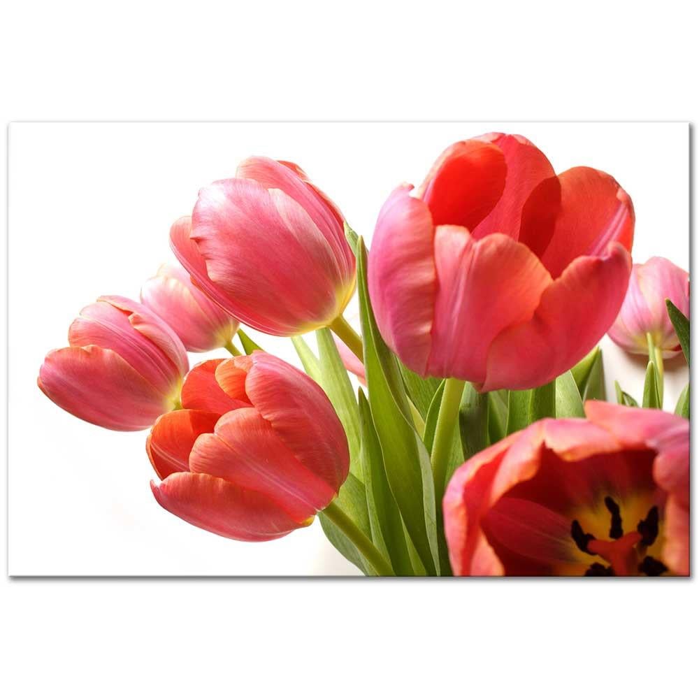 Red Tulips as Art Print