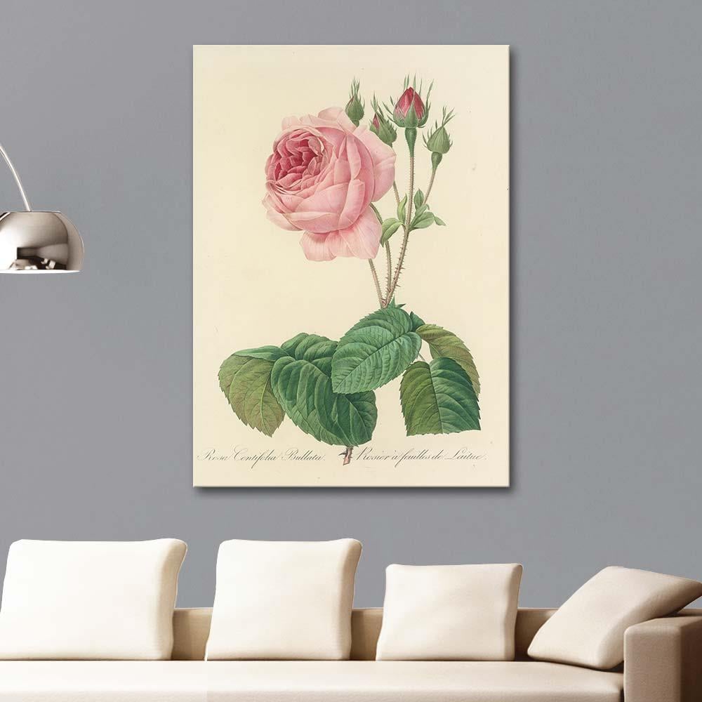 Rosa Centifolia Bullata by Pierre Joseph Redoute as Art Print