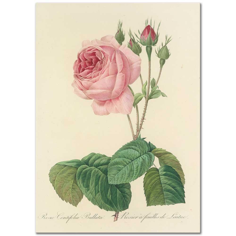 Rosa Centifolia Bullata by Pierre Joseph Redoute