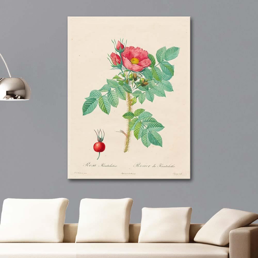 Rosa Kamtschatica by Pierre Joseph Redoute as Art Print