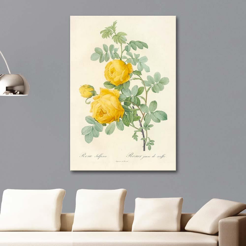 Rosa Sulfurea by Pierre Joseph Redoute as Art Print